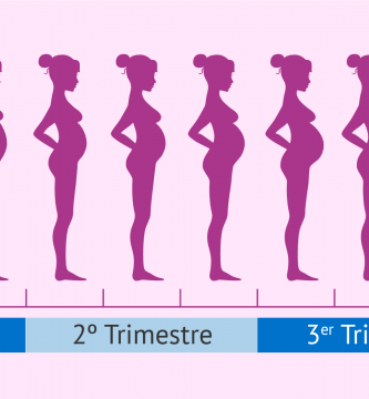 etapas del embarazo meses