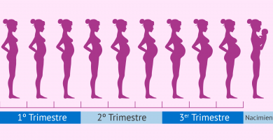 etapas del embarazo meses